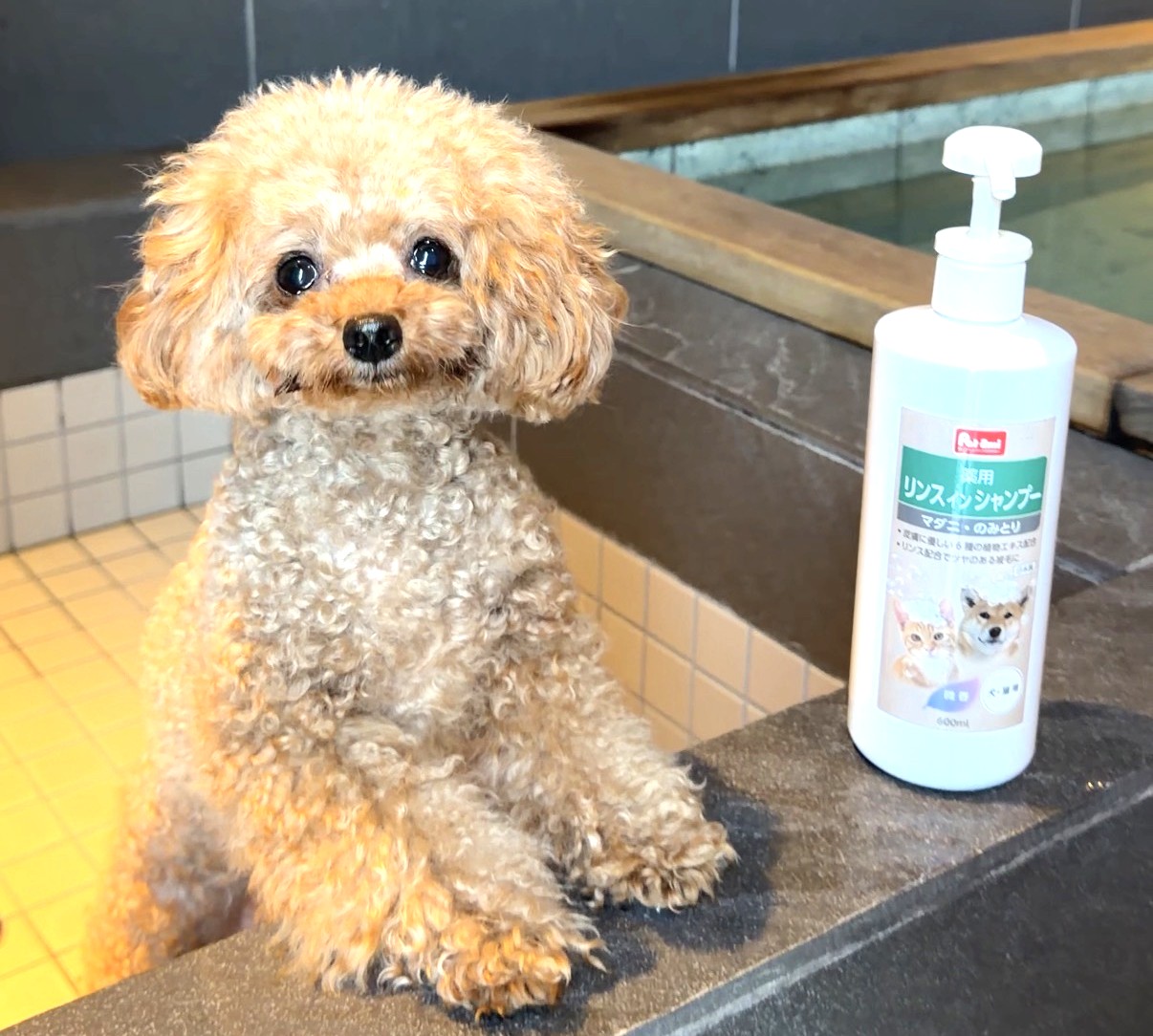 客室に温泉や愛犬と一緒に入れるプールがある施設